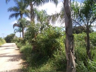 Chcara - Venda - Campo Largo - Campo Largo - PR